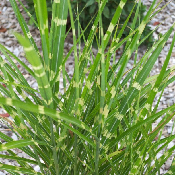 Miscanthus zebrinus