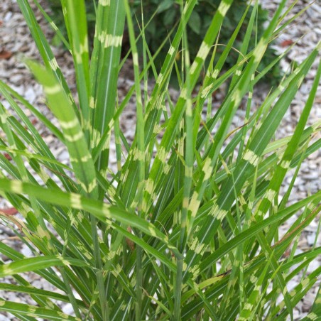 Miscanthus zebrinus