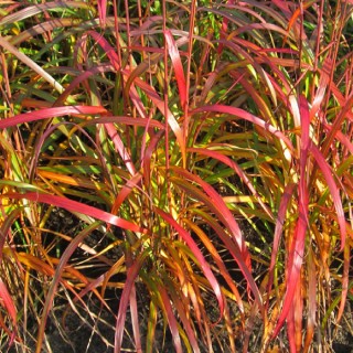 Miscanthus navajo