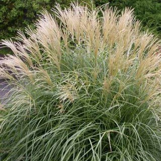 Miscanthus adagio