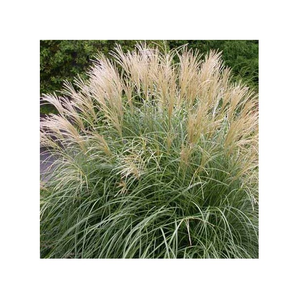 Miscanthus adagio