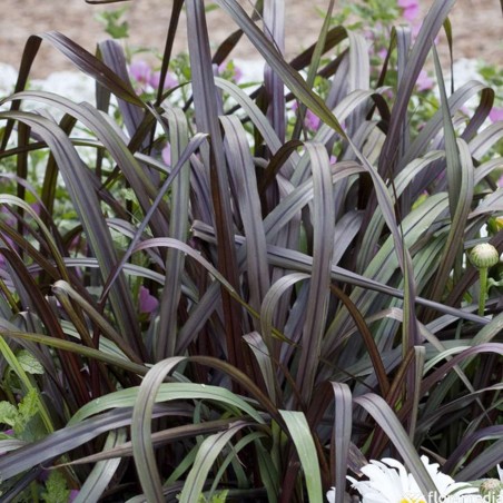 Pennisetum purpureum vertigo