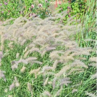 Pennisetum orientale JS dance with me