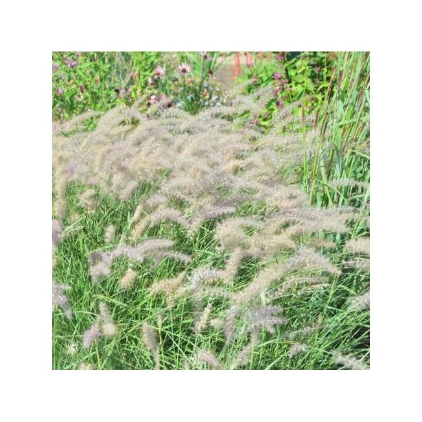 Pennisetum orientale JS dance with me
