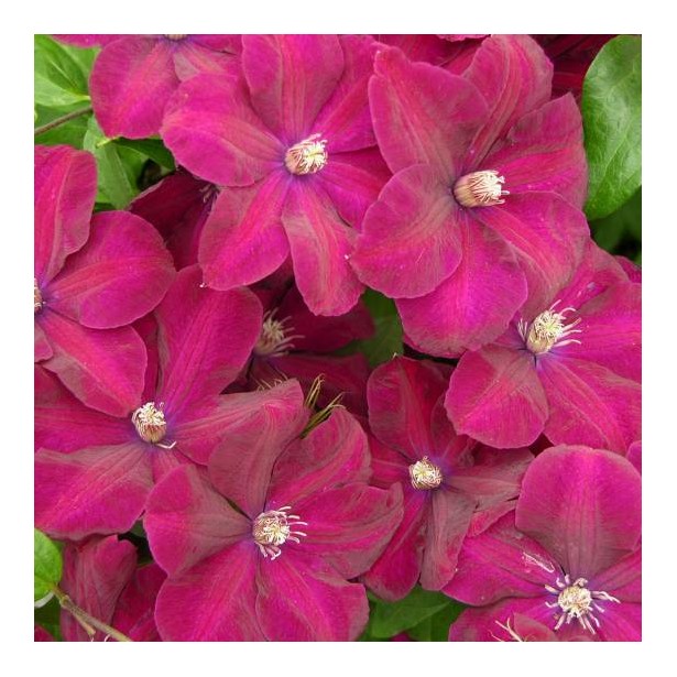 Clematite rouge cardinal