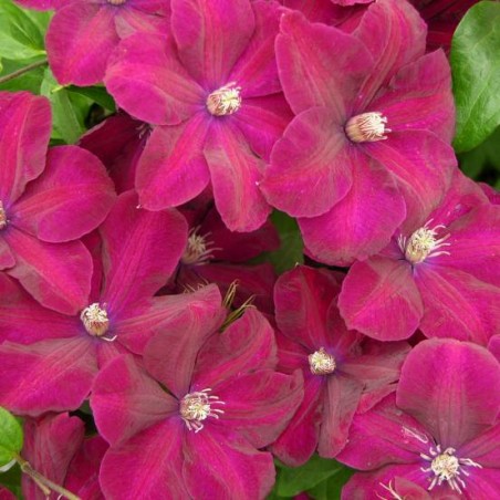 Clematite rouge cardinal