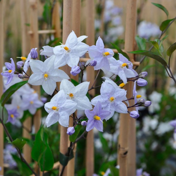 Solanum jasminoides
