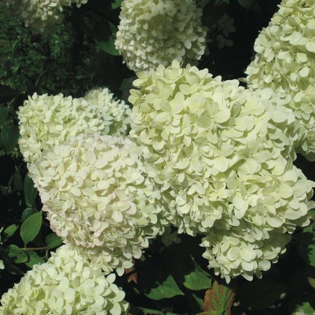 Hydrangea paniculata limelight