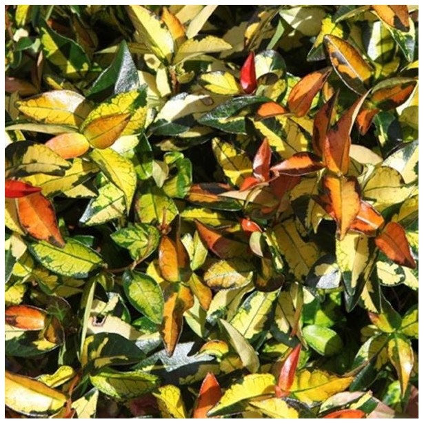 Trachelospermum asiaticum summer sunset