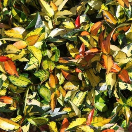 Trachelospermum asiaticum summer sunset