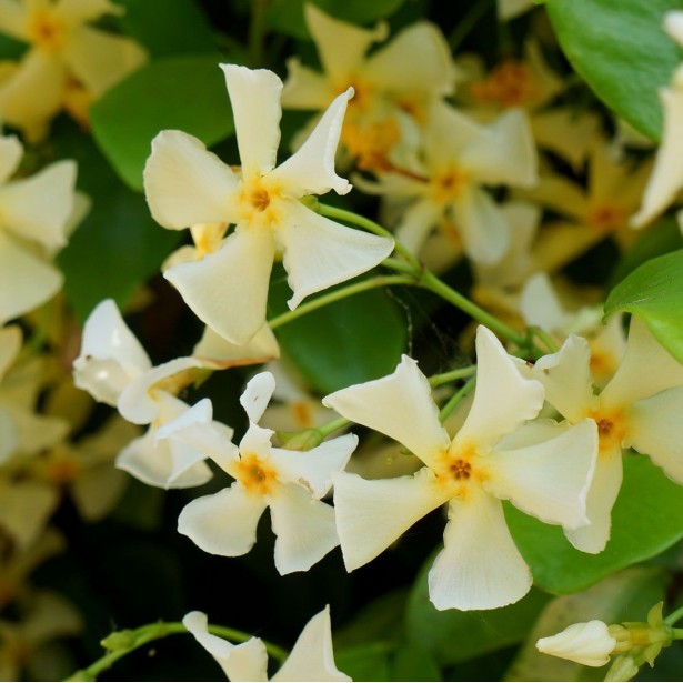 Trachelospermum jasminoides star of Toscane