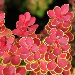 Berberis thunbergii orange sunrise