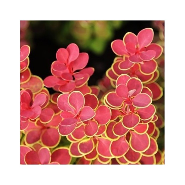 Berberis thunbergii orange sunrise