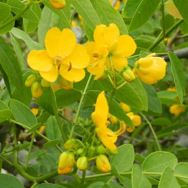 Cassia floribunda