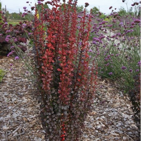 Berberis thunbergii red torch