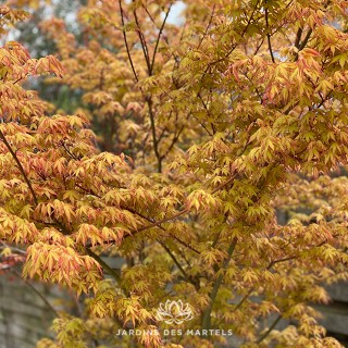Acer palmatum katsura
