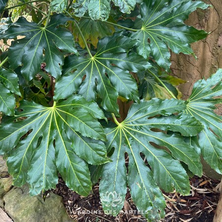 Fatsia japonica