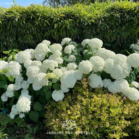 Hydrangea arborescens incrediball