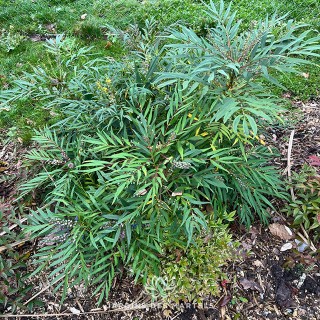 Mahonia soft caress