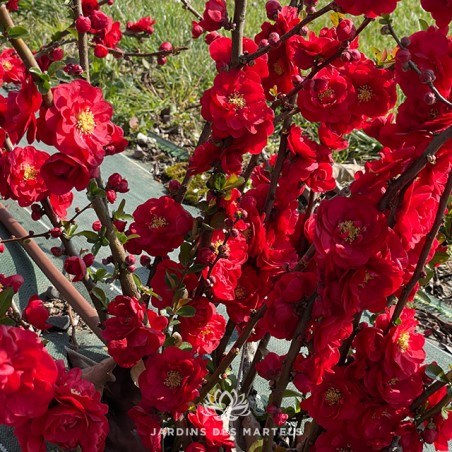 Chaenomeles scarlet storm
