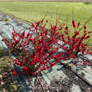Chaenomeles scarlet storm