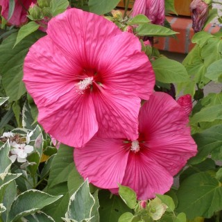 Hibiscus moscheutos rose