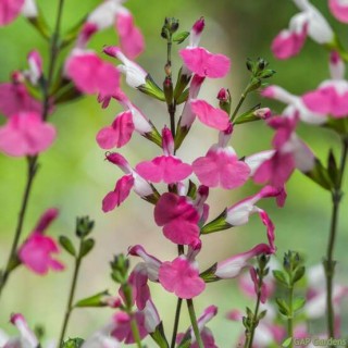 Salvia pink lips