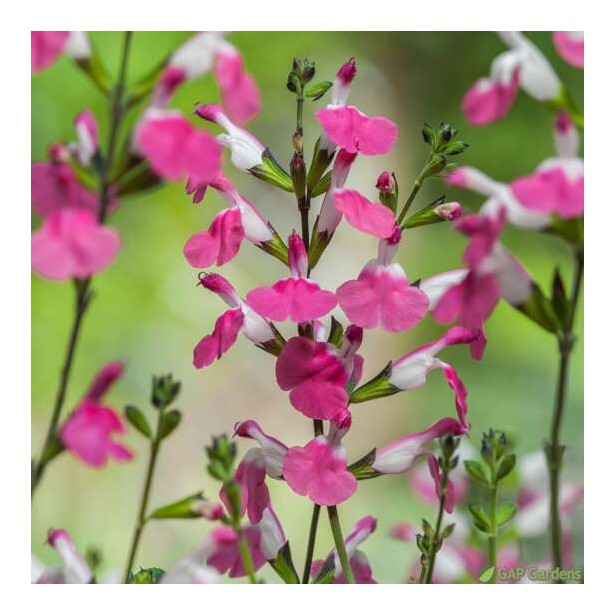 Salvia pink lips