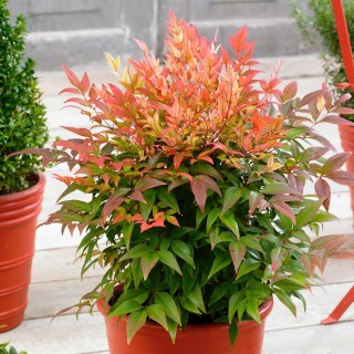 Nandina sunset boulevard