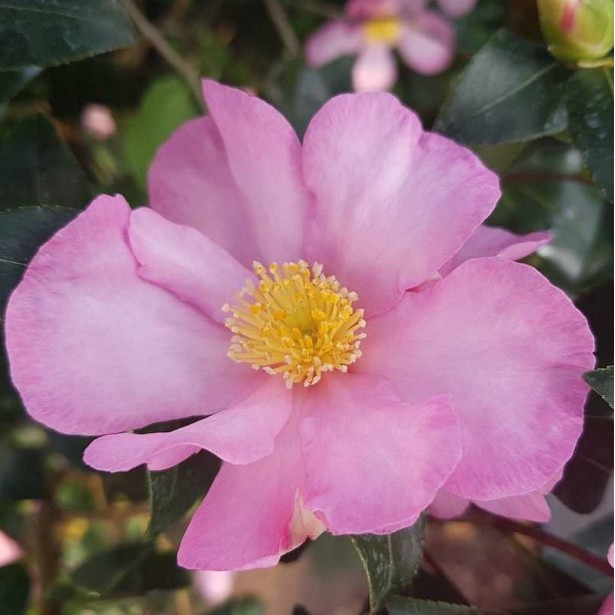 Camellia sasanqua Cleopatre