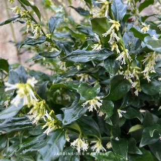 Sarcococca Winter Gem