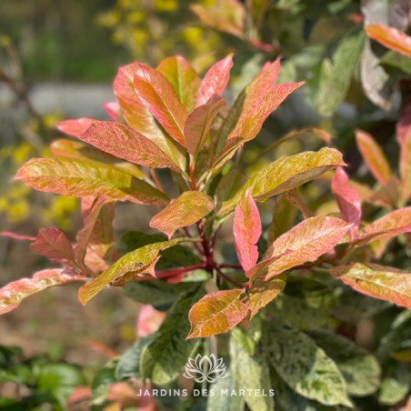 Photinia fraseri pink crispy