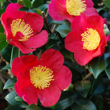 Camellia sasanqua Yuletide
