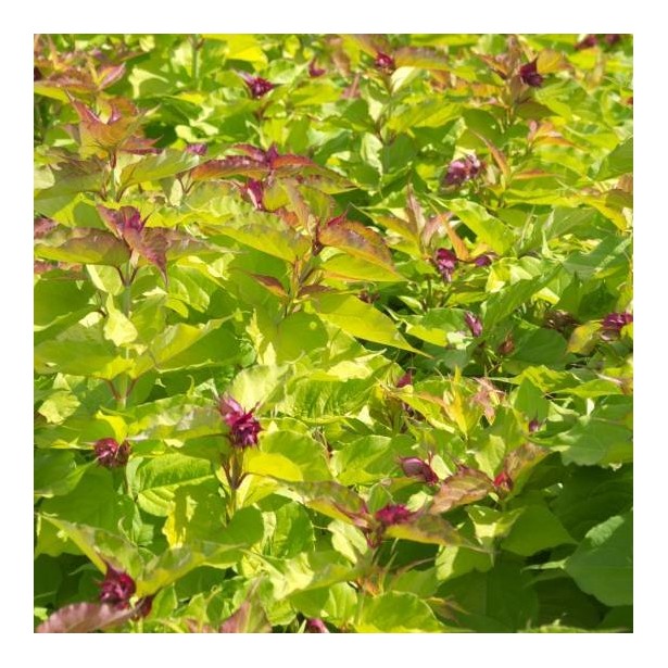 Leycesteria formosa little lanterns