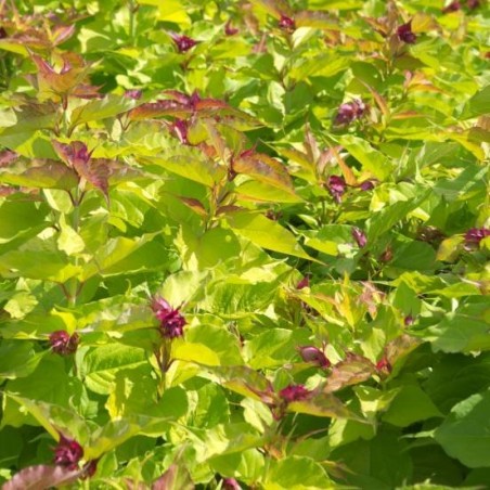 Leycesteria formosa little lanterns