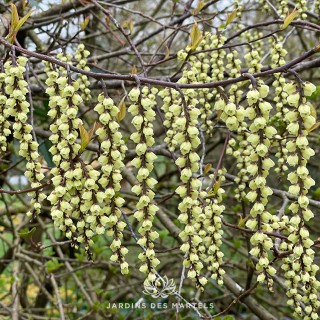 Stachyurus chinensis Joy Forever