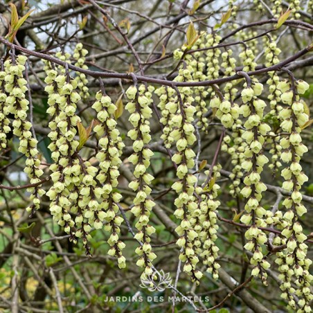 Stachyurus chinensis Joy Forever