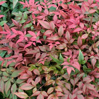 Nandina obsessed seika