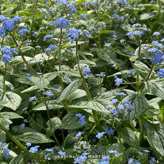 Brunnera jack frost