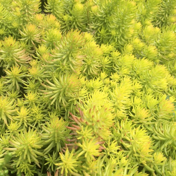 Sedum reflexum lemon ball