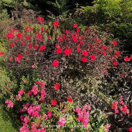 Dahlia mystic enchatment