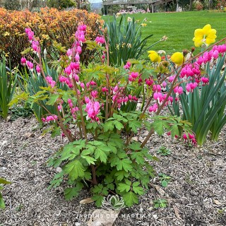 Dicentra spectabilis rose