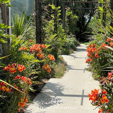 Alstromere indian summer