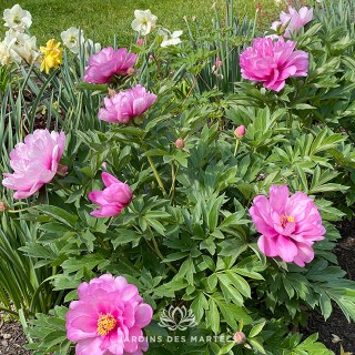 Paeonia itoh First Arrival