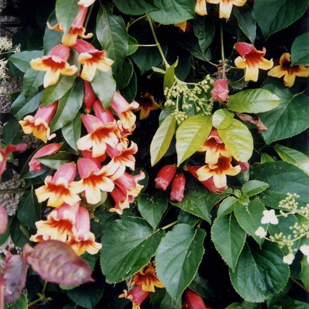 Bignonia capreolata