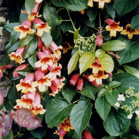 Bignonia capreolata