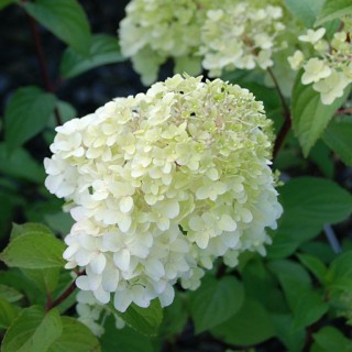 Hydrangea paniculata Diamantino
