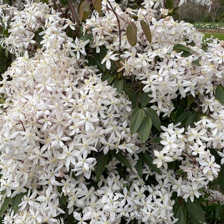 Clematite armandii