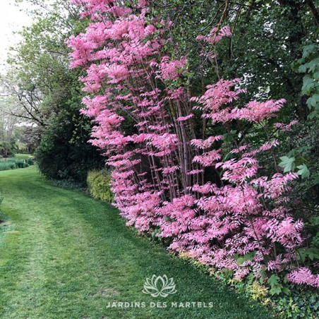 Cedrela chinensis flamingo