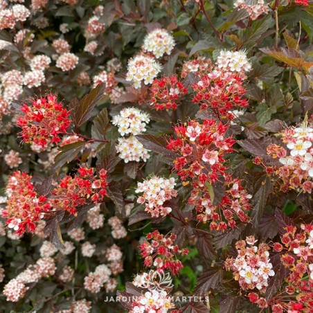 Physocarpus opulifolius diabolo